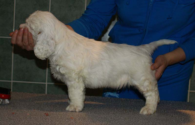 Bumbaa's_litter_7weeks_Boy_Blue_3