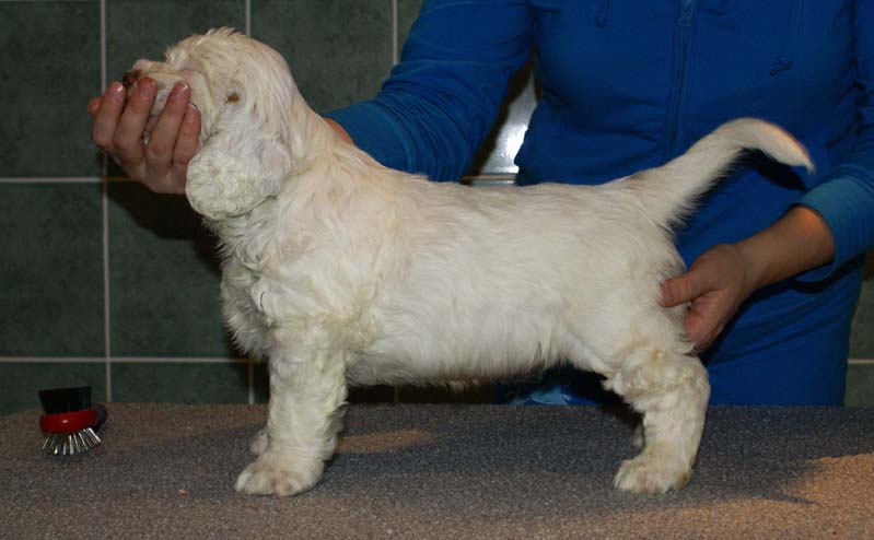 Bumbaa's_litter_7weeks_Boy_Blue_4