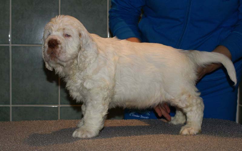 Bumbaa's_litter_7weeks_Boy_Blue_5