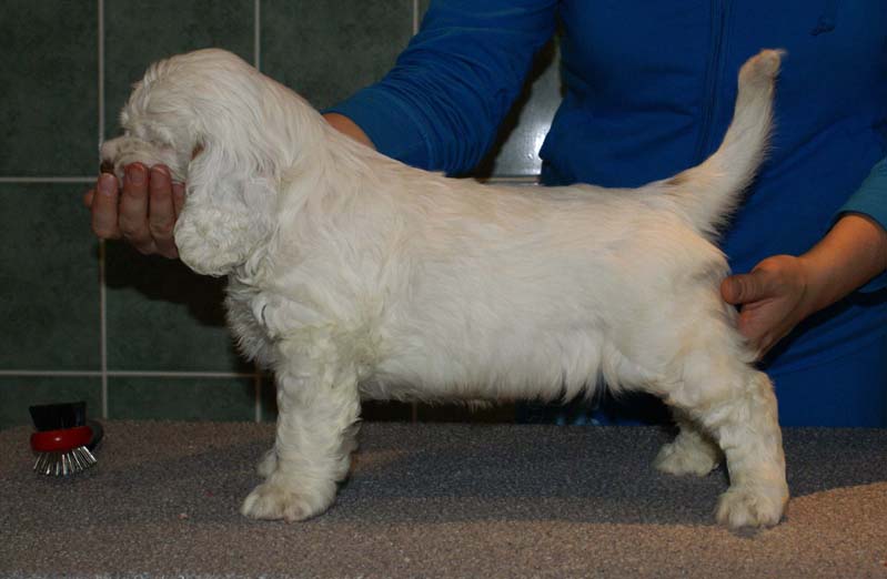 Bumbaa's_litter_7weeks_Boy_Blue_6