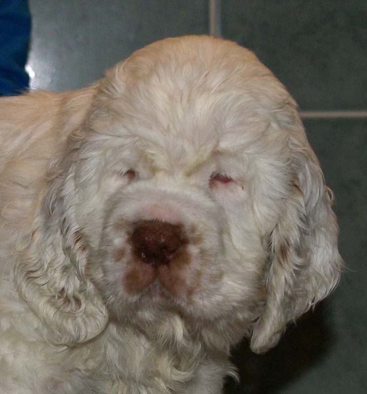 Bumbaa's_litter_7weeks_Boy_Blue_8