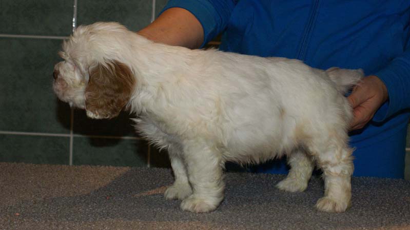 Bumbaa's_litter_7weeks_Boy_Bronze_1