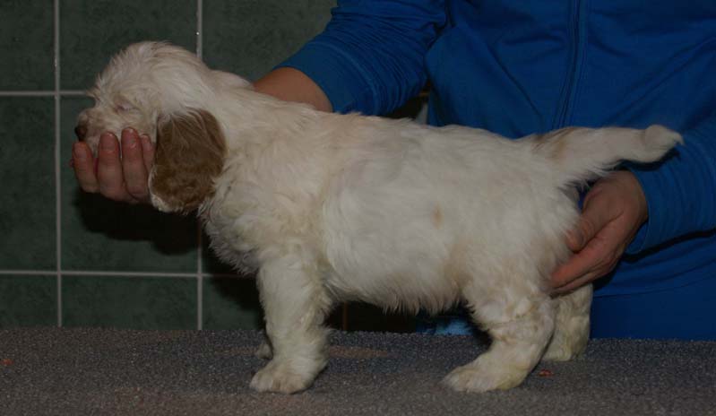 Bumbaa's_litter_7weeks_Boy_Bronze_2