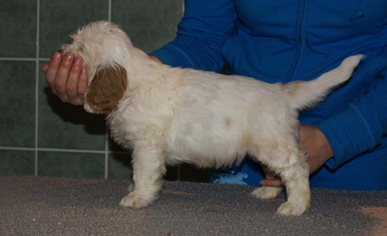 Bumbaa's_litter_7weeks_Boy_Bronze_3