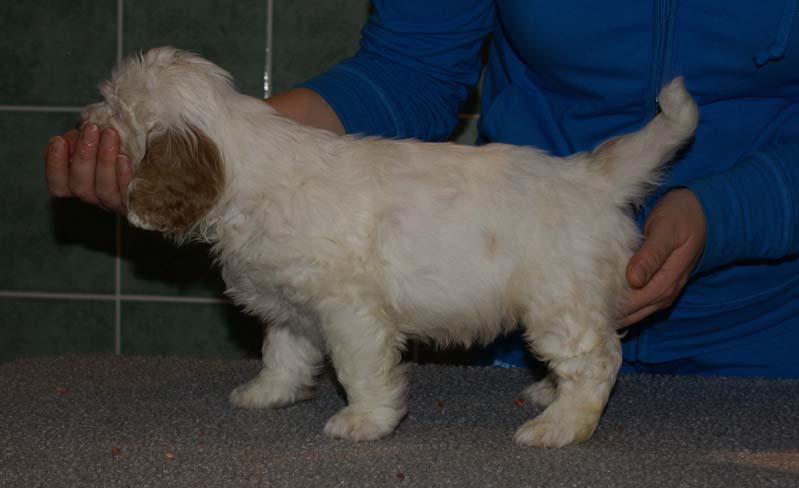 Bumbaa's_litter_7weeks_Boy_Bronze_4