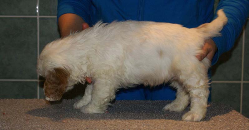 Bumbaa's_litter_7weeks_Boy_Bronze_5