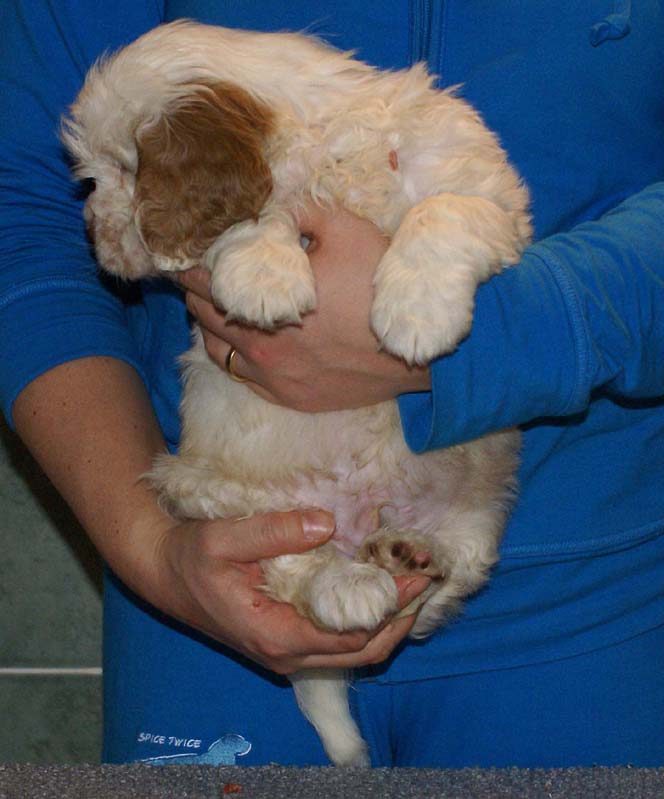 Bumbaa's_litter_7weeks_Boy_Bronze_6