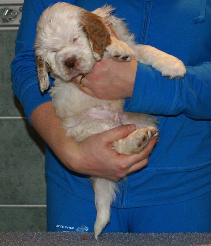 Bumbaa's_litter_7weeks_Boy_Bronze_8