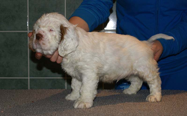 Bumbaa's_litter_7weeks_Boy_Green_1