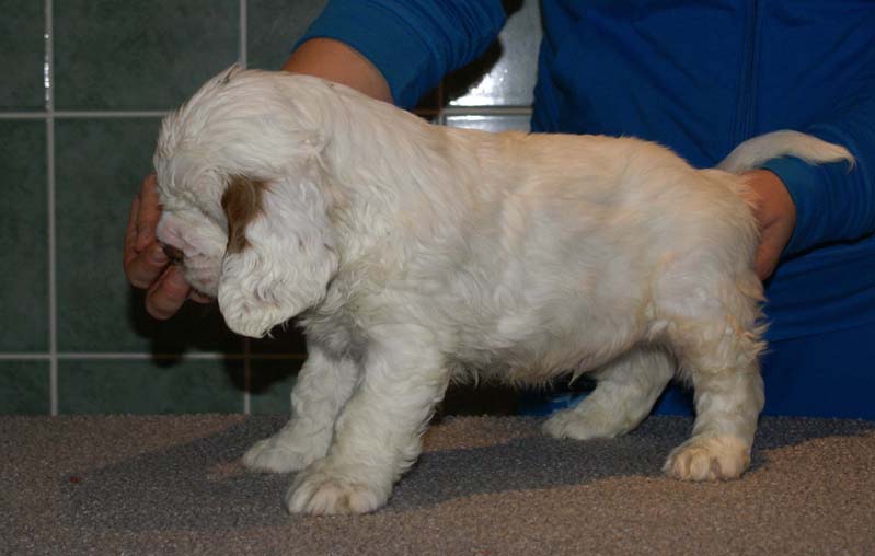 Bumbaa's_litter_7weeks_Boy_Green_2