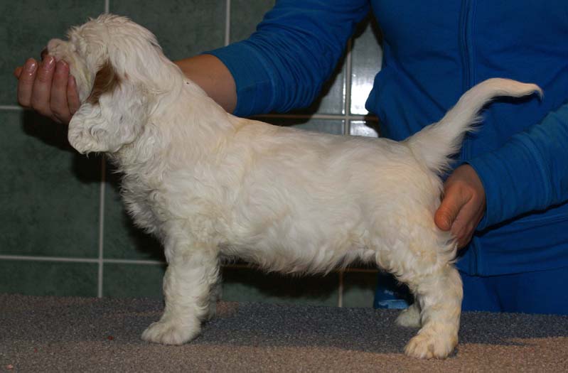 Bumbaa's_litter_7weeks_Boy_Green_3