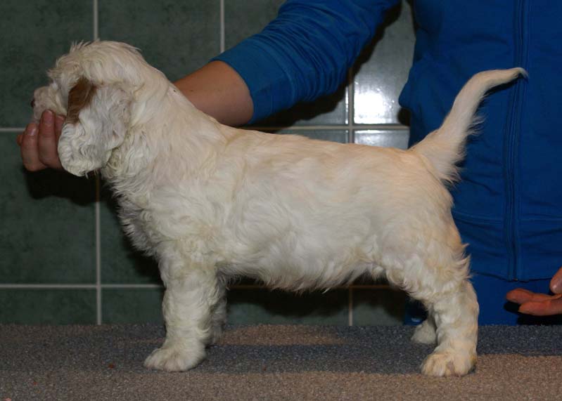 Bumbaa's_litter_7weeks_Boy_Green_4