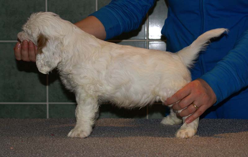 Bumbaa's_litter_7weeks_Boy_Green_5