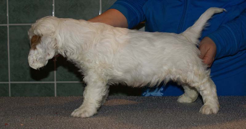 Bumbaa's_litter_7weeks_Boy_Green_6