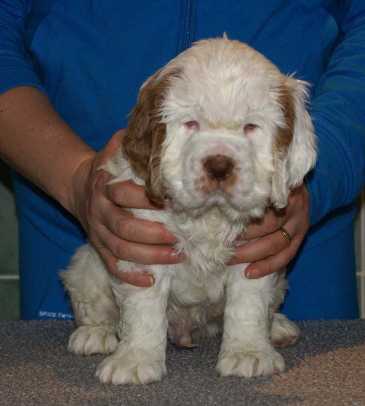 Bumbaa's_litter_7weeks_Boy_Green_7