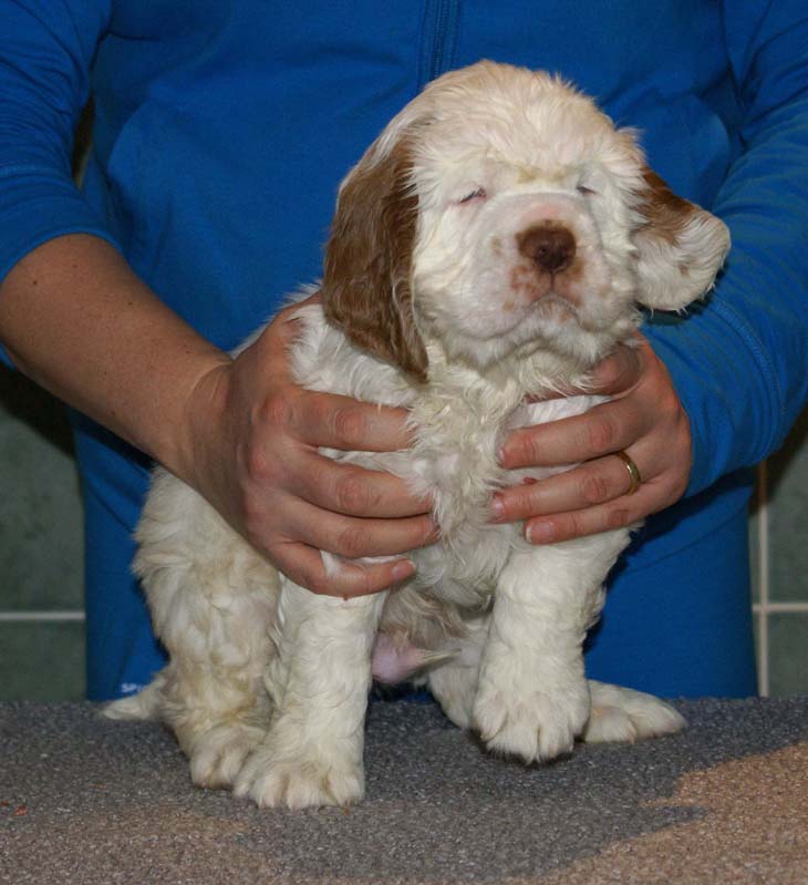 Bumbaa's_litter_7weeks_Boy_Green_8