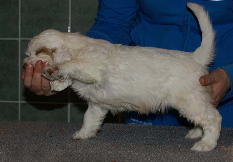 Bumbaa's_litter_7weeks_Boy_Pink_2