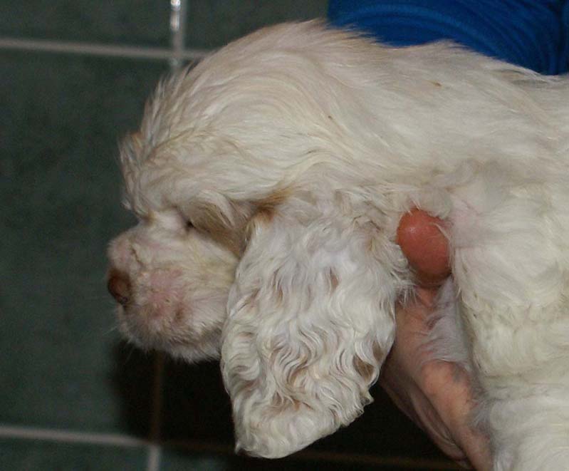 Bumbaa's_litter_7weeks_Boy_Pink_4