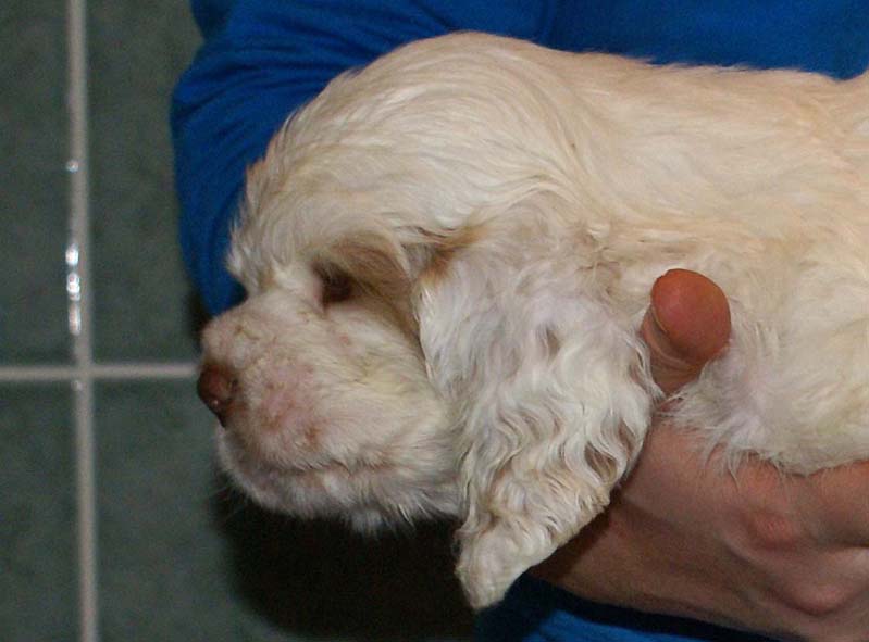 Bumbaa's_litter_7weeks_Boy_Pink_5