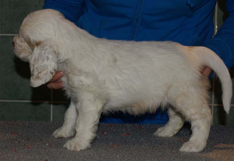 Bumbaa's_litter_7weeks_Boy_Pink_6