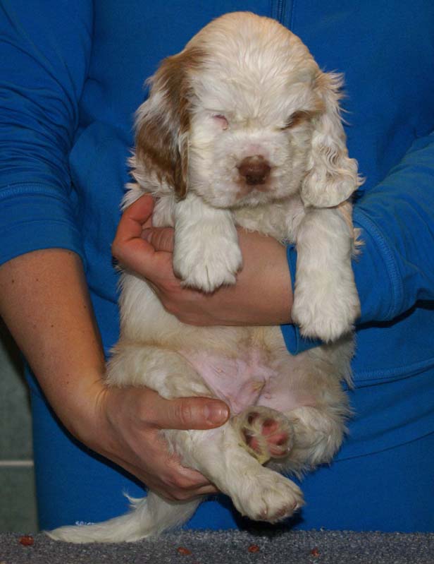 Bumbaa's_litter_7weeks_Boy_Pink_7