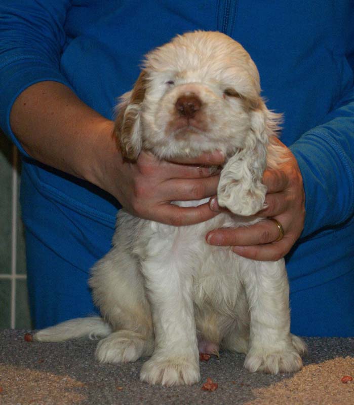 Bumbaa's_litter_7weeks_Boy_Pink_8