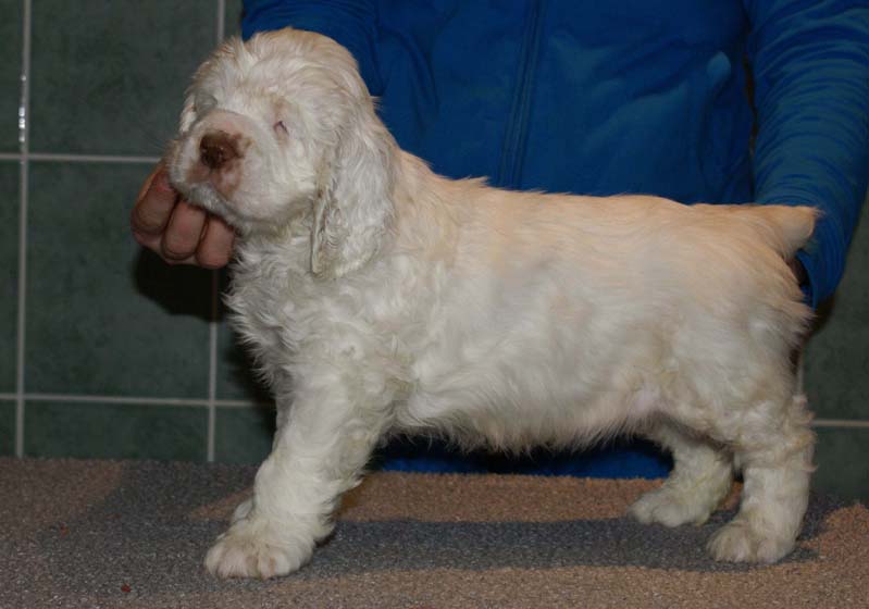 Bumbaa's_litter_7weeks_Boy_Yellow_1