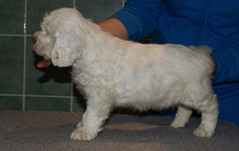 Bumbaa's_litter_7weeks_Boy_Yellow_4