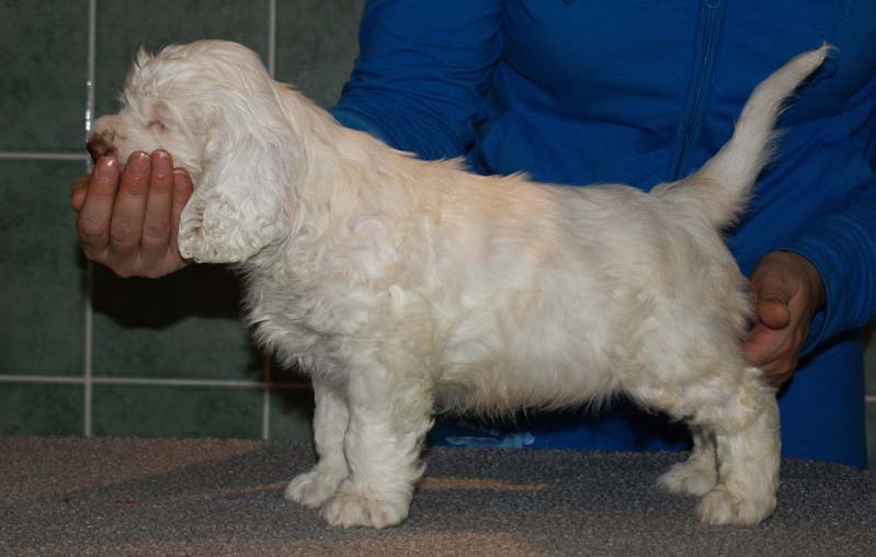 Bumbaa's_litter_7weeks_Boy_Yellow_6