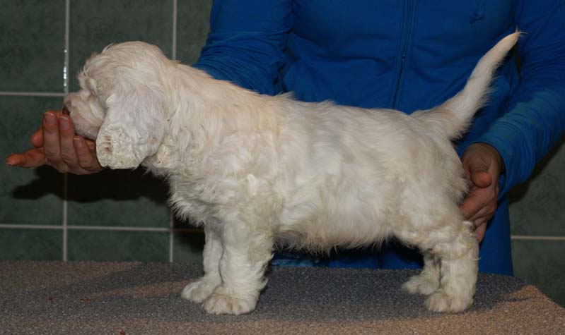 Bumbaa's_litter_7weeks_Boy_Yellow_7