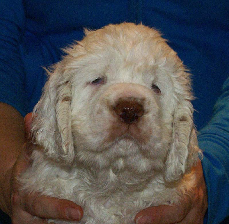 Bumbaa's_litter_7weeks_Boy_Yellow_8