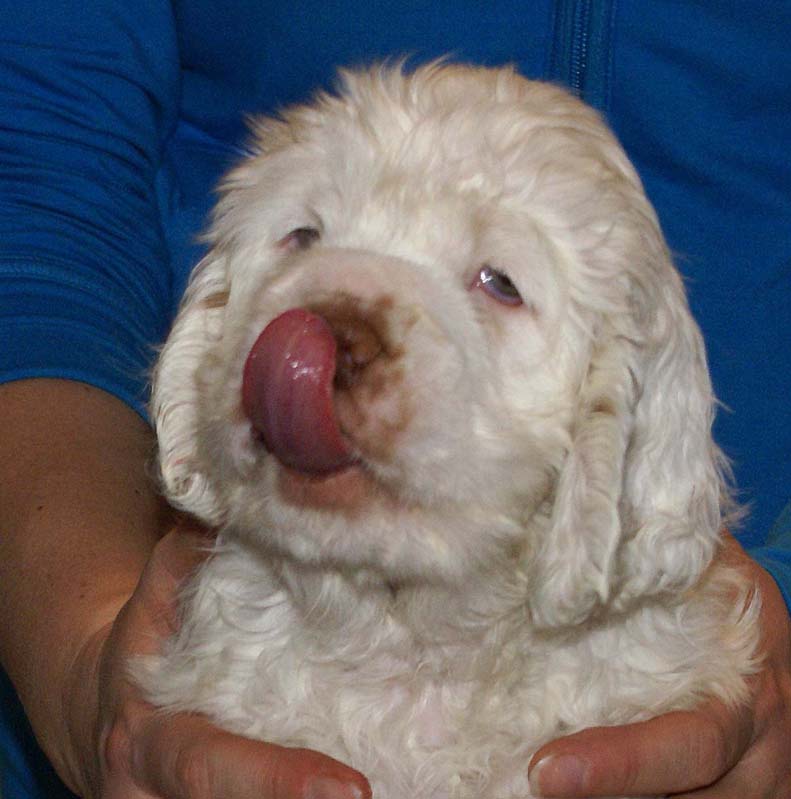 Bumbaa's_litter_7weeks_Boy_Yellow_9