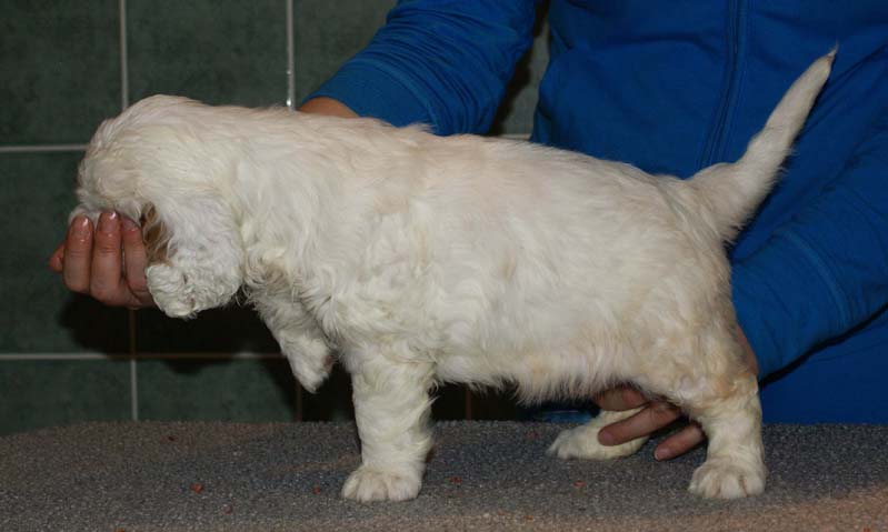 Bumbaa's_litter_7weeks_Girl_1