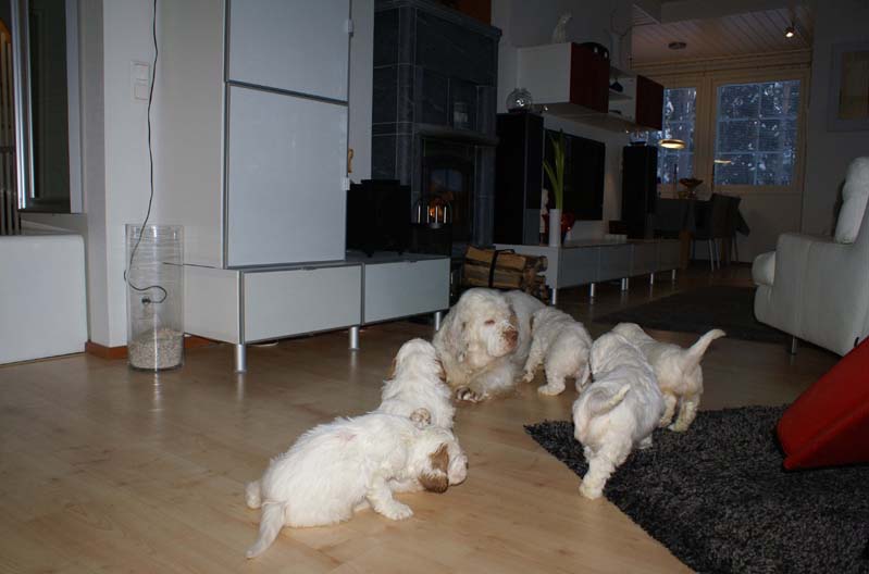 a_Bumbaas_pups_7weeks_a