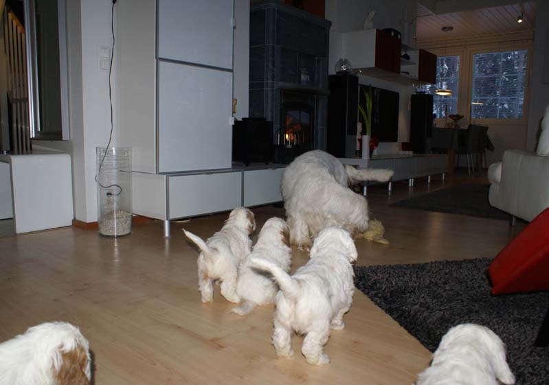 a_Bumbaas_pups_7weeks_b