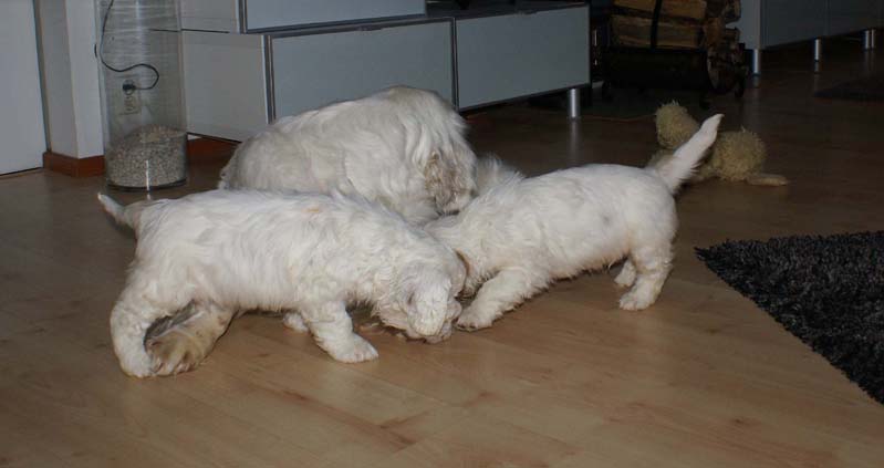 a_Bumbaas_pups_7weeks_c