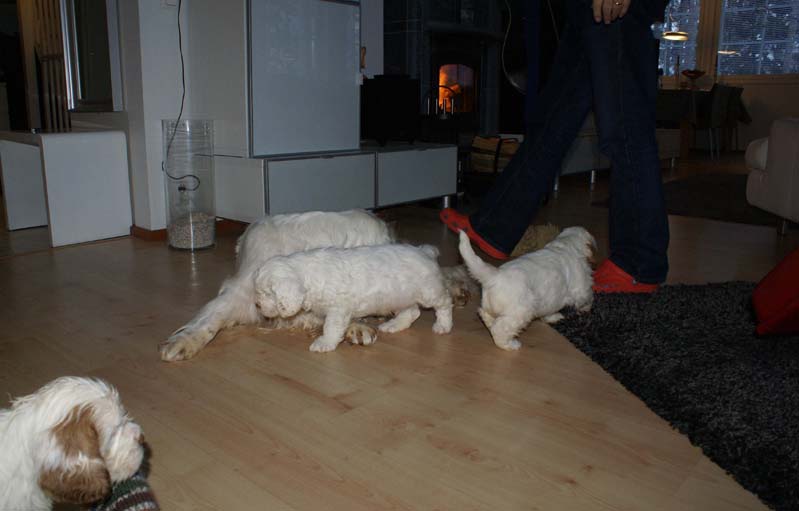 a_Bumbaas_pups_7weeks_d