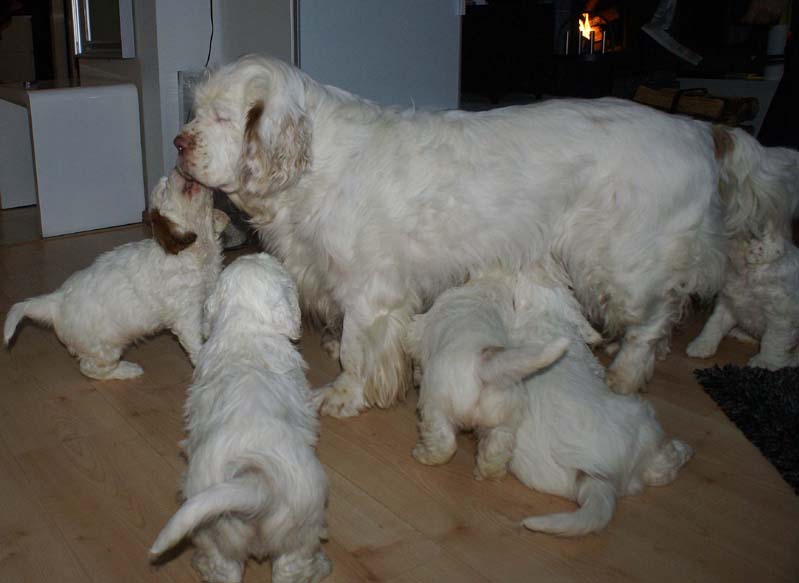 a_Bumbaas_pups_7weeks_e