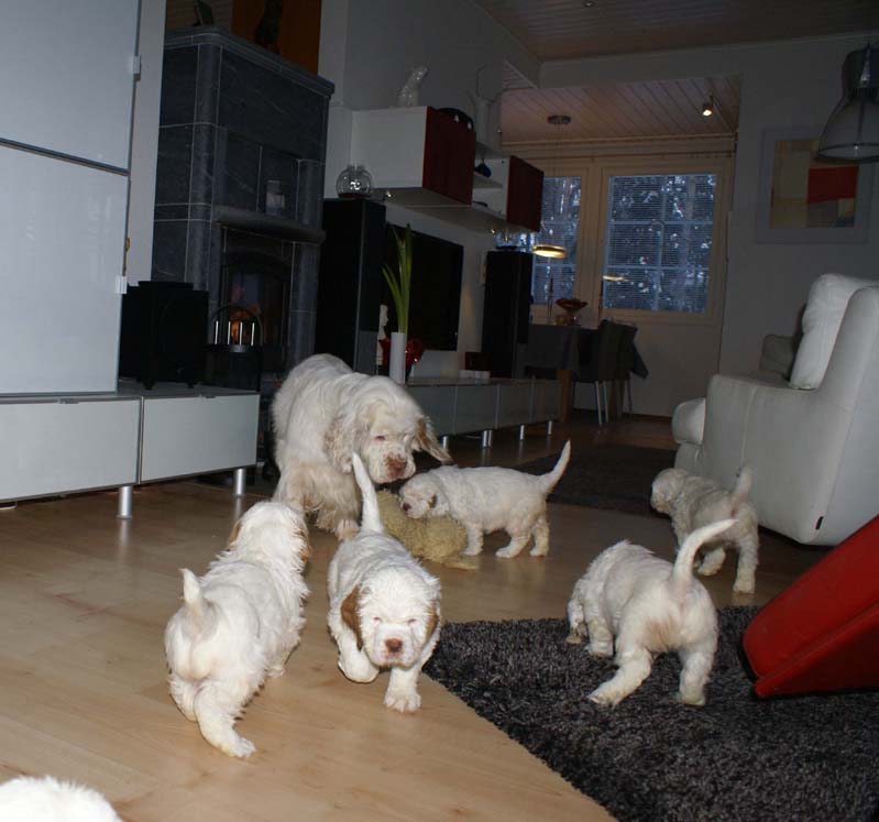 a_Bumbaas_pups_7weeks_f