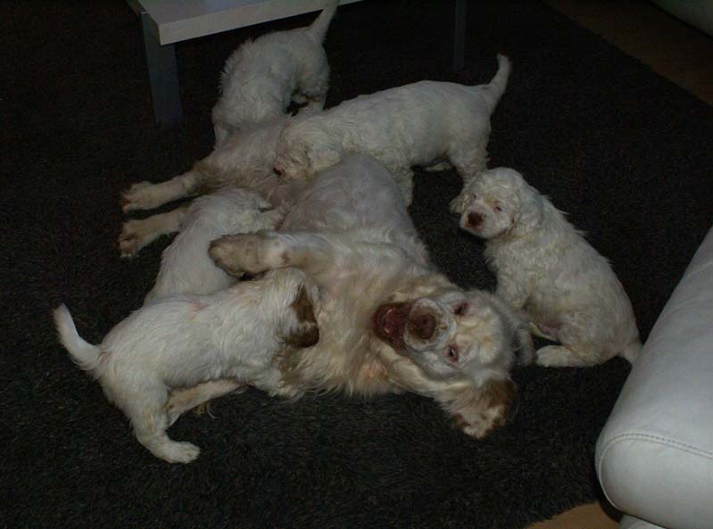 a_Bumbaas_pups_7weeks_h