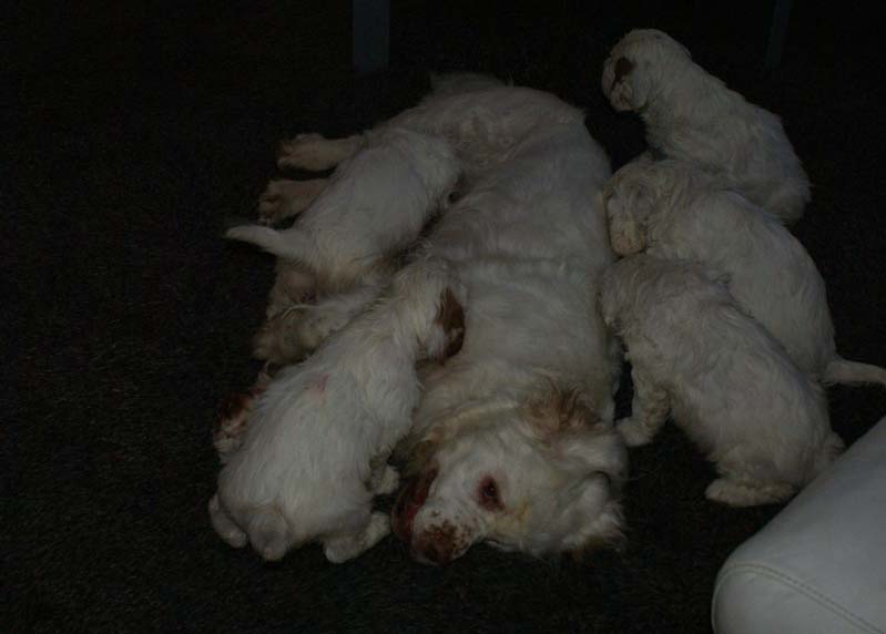 a_Bumbaas_pups_7weeks_k