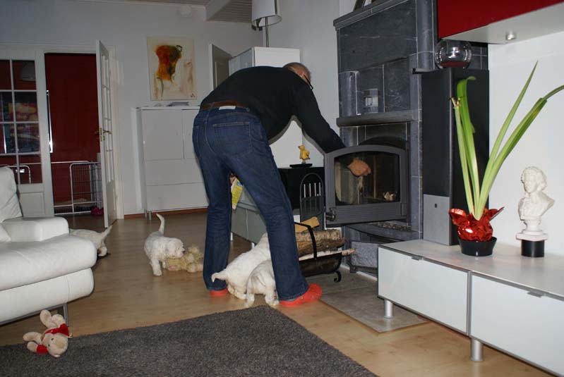 a_Bumbaas_pups_7weeks_p