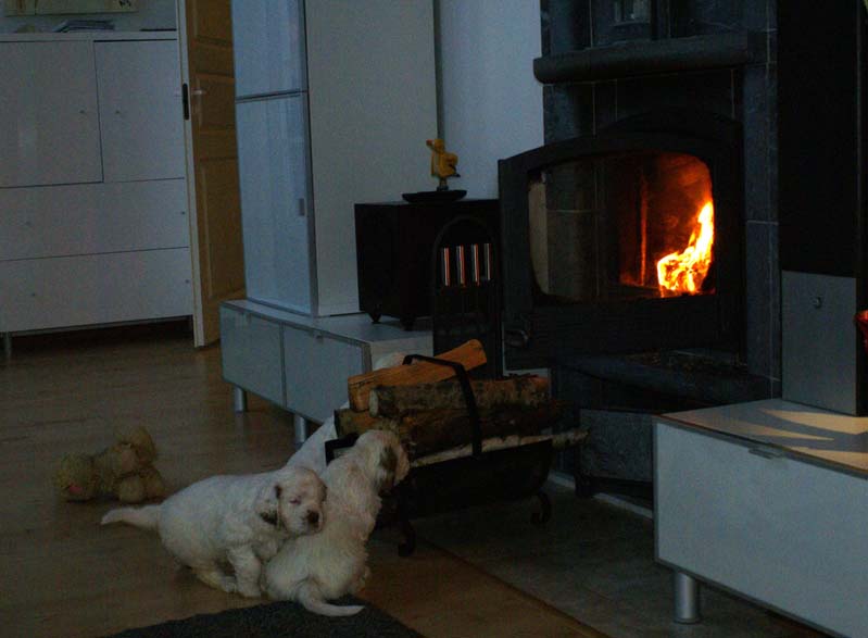 a_Bumbaas_pups_7weeks_q