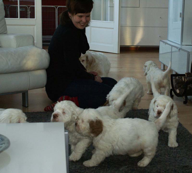 a_Bumbaas_pups_7weeks_rr