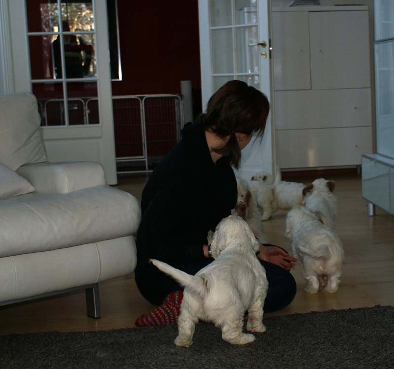 a_Bumbaas_pups_7weeks_ss