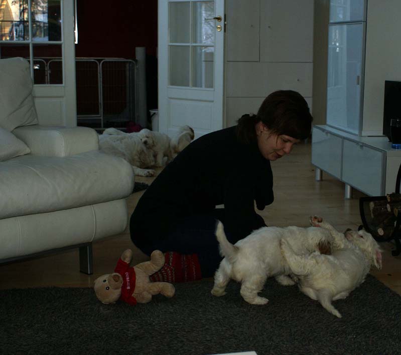 a_Bumbaas_pups_7weeks_sss