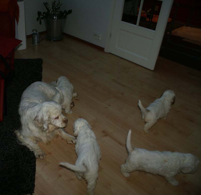 a_Bumbaas_pups_7weeks_t