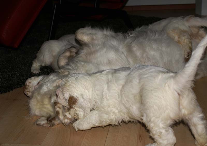 a_Bumbaas_pups_7weeks_tt