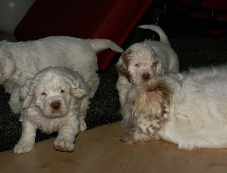 a_Bumbaas_pups_7weeks_uu