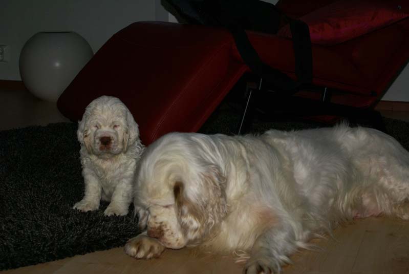 a_Bumbaas_pups_7weeks_v